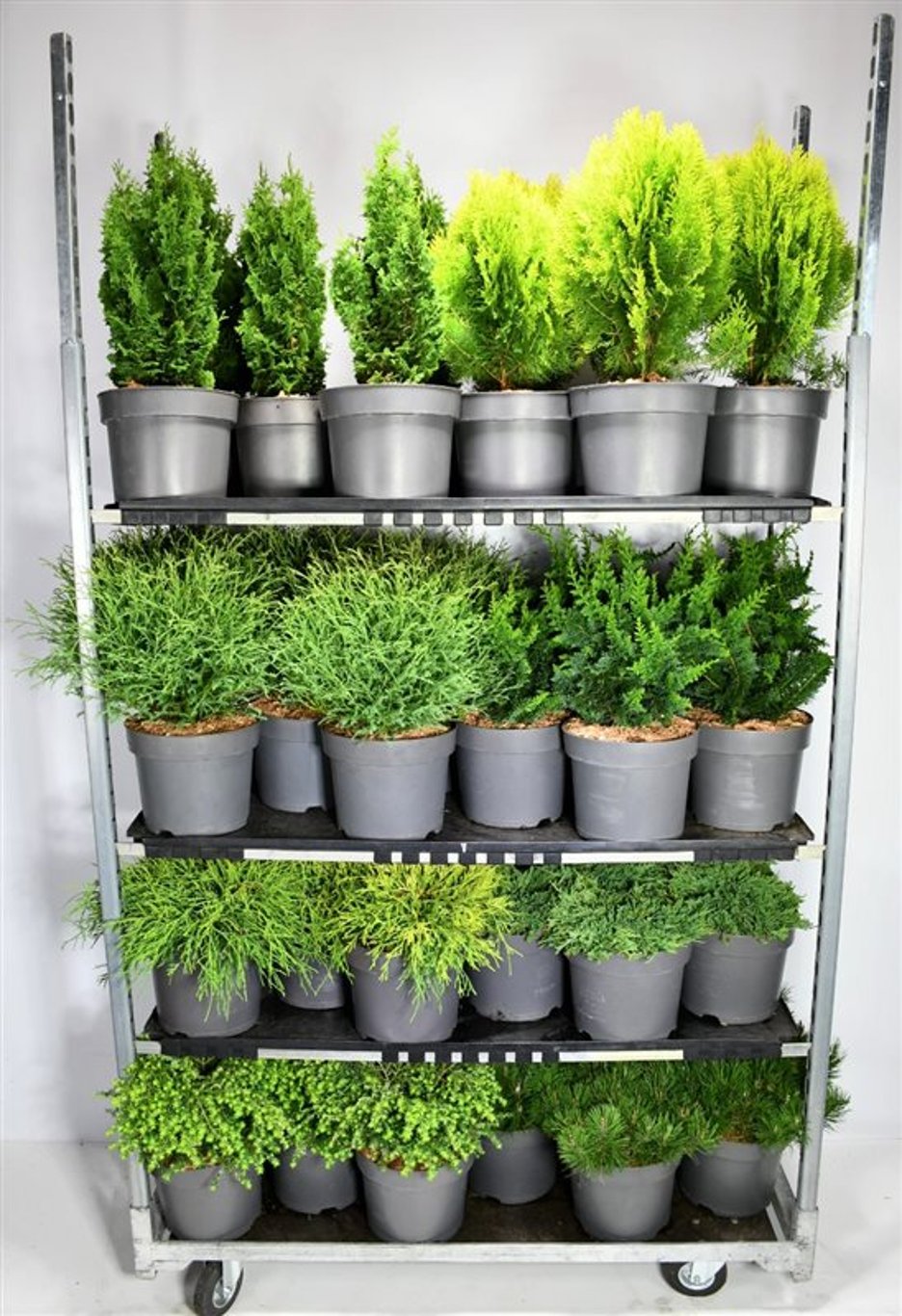 Coniferen Mix - C7.5 40-50 CM